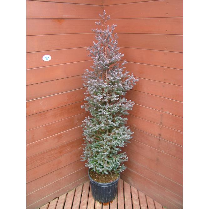 コニファー パープルフェザー100cm（庭木,植木,常緑樹,コニファー