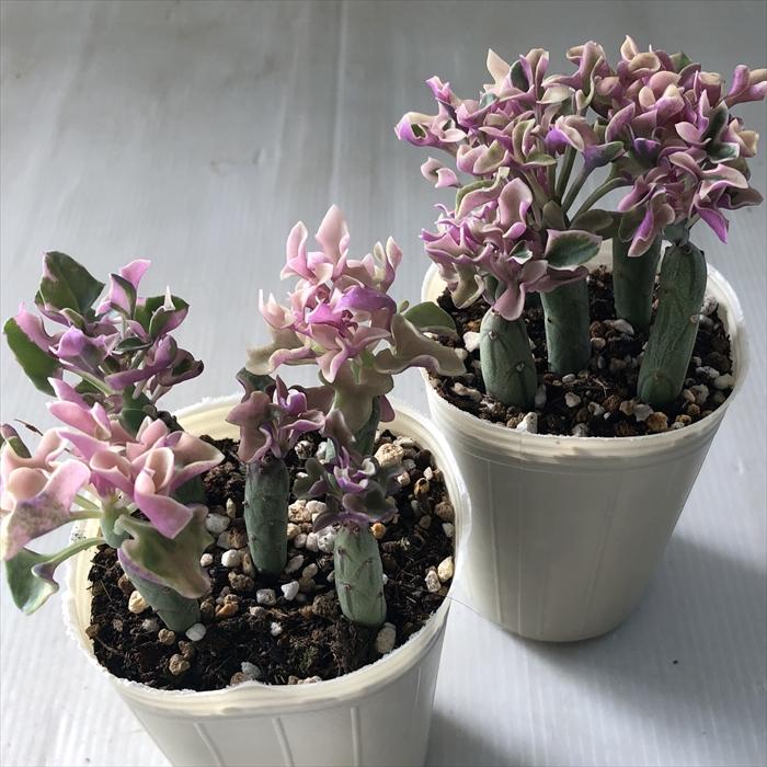 日本花キ流通 多肉植物 sbセネシオ 七宝樹錦 多肉植物 セネキオ 7.5cm