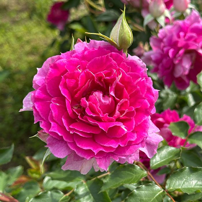 予約販売 バラ苗 バラ大苗 ロサ オリエンティス シェエラザード 登録