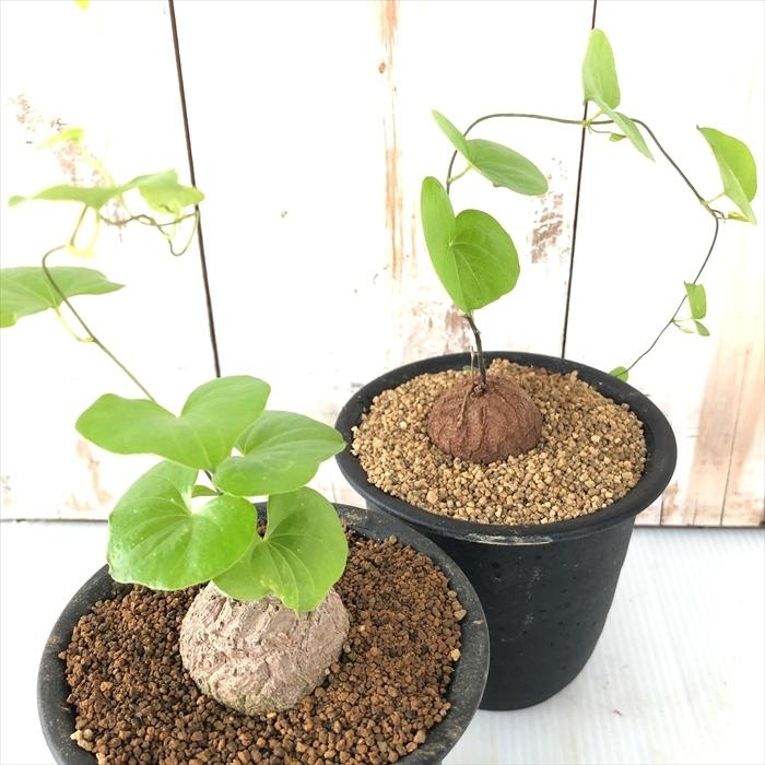 日本花キ流通 多肉植物 os亀甲竜 キッコウリュウ おもしろ 多肉植物