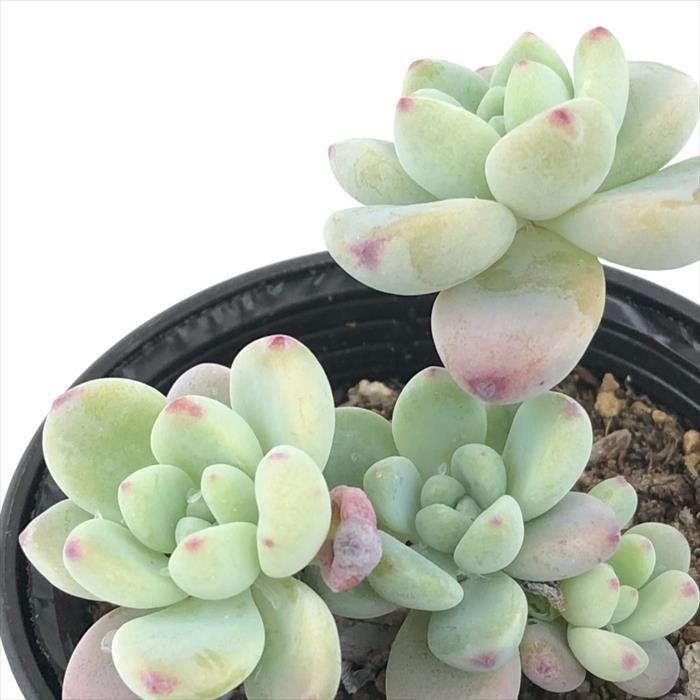 日本花キ流通 多肉植物 hmセダム ロッティー 多肉植物 セダム 6cm