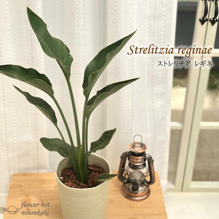 日本花キ流通 観葉植物 ストレリチア レギネ 6号鉢 ストレチア 極楽鳥