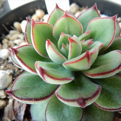 日本花キ流通 多肉植物 skエケベリア ジョアンダニエル 多肉植物