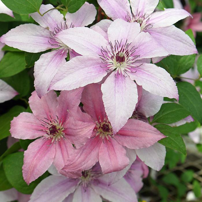 予約販売 クレマチス 苗 ピンクファンタジー ジャックマニー系 2年生株