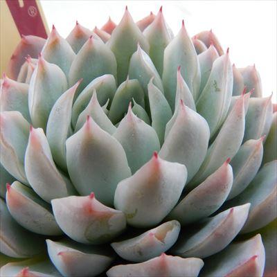 多肉植物 oriミックスベリア No.022 三日月 おらいさん苗 送料無料