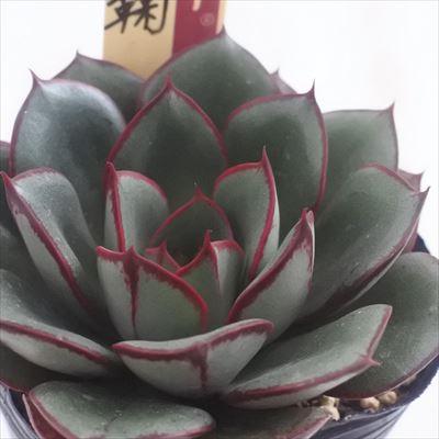 多肉植物 oriミックスベリア No.003 紅手鞠 おらいさん苗 送料無料