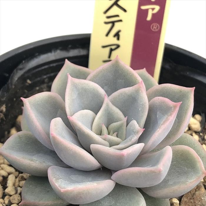 多肉植物 oriミックスベリア No.035 プリンセスティアラ おらいさん苗