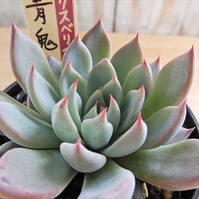 多肉植物 oriミックスベリア No.010 青鬼 おらいさん苗 送料無料