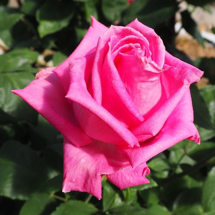 日本花キ流通 予約販売 バラ苗 バラ大苗 大輪 ディムカズコ 四季咲き