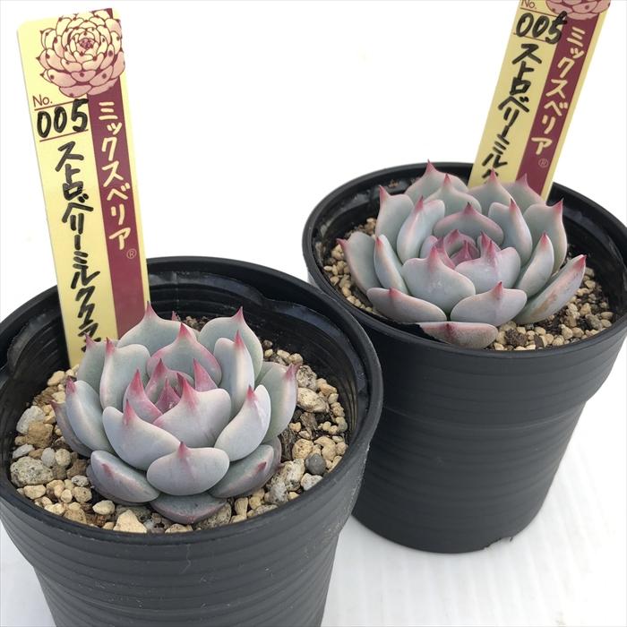 多肉植物 oriミックスベリア No.005 ストロベリーミルククラウン お