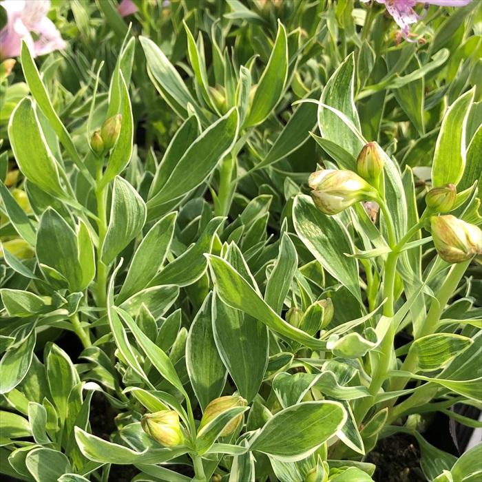 日本花キ流通 予約販売 アルストロメリア 苗 スズザクラ 10.5cmポット