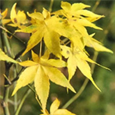 日本花キ流通 予約販売 もみじ 右近 12cmポット 接木苗 紅葉 モミジ