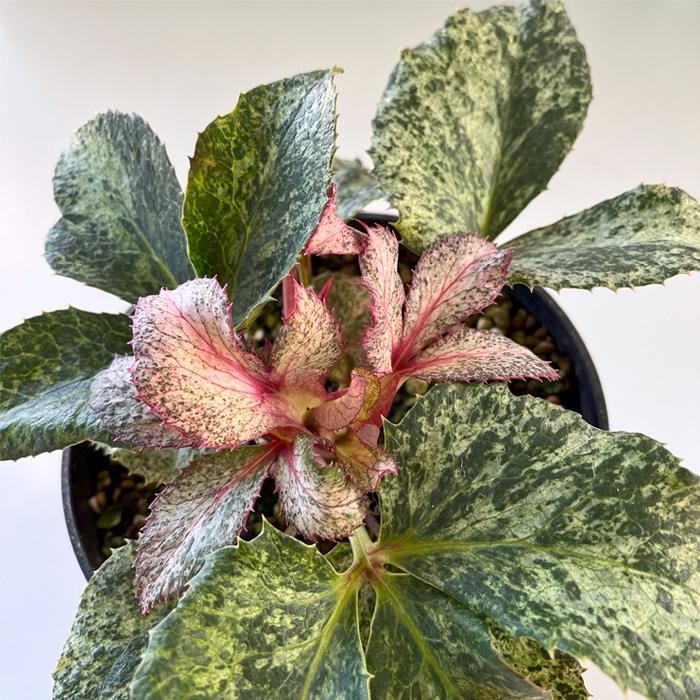 日本花キ流通 予約販売 斑入りクリスマスローズ スノーフィーバー 5号