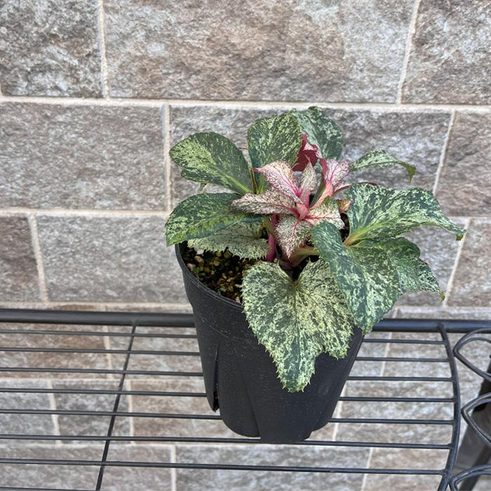 日本花キ流通 予約販売 斑入りクリスマスローズ スノーフィーバー 5号