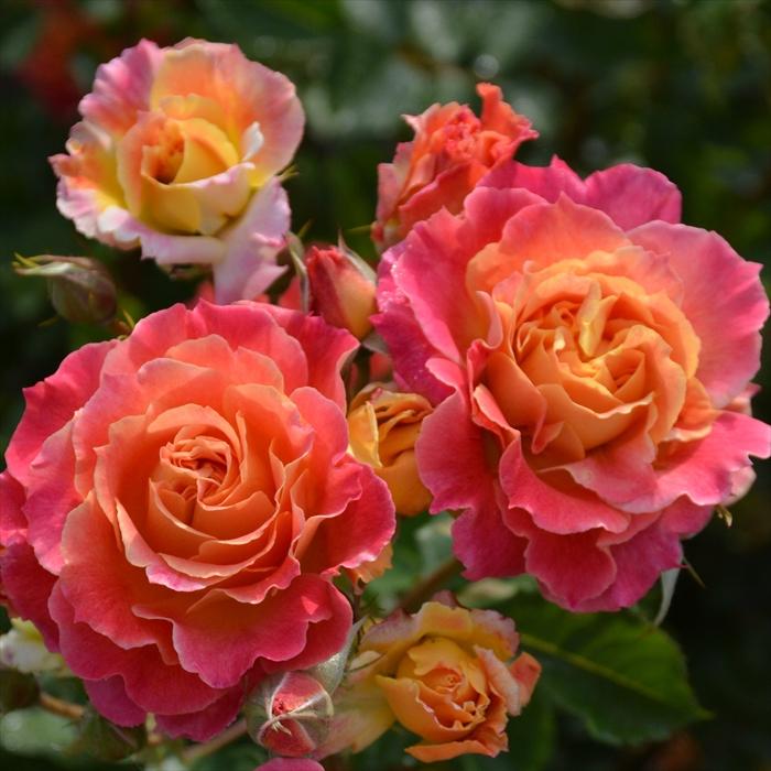 予約販売 バラ苗 バラ大苗 ロサ オリエンティス シャルール 品種登録