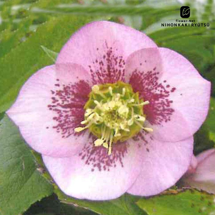 クリスマスローズ苗 シングル ピンクスポット 杉山交配 9cmポット