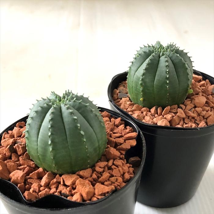 日本花キ流通 多肉植物 sdユーフォルビア オベサ梵天 ピッコロ 7.5cm