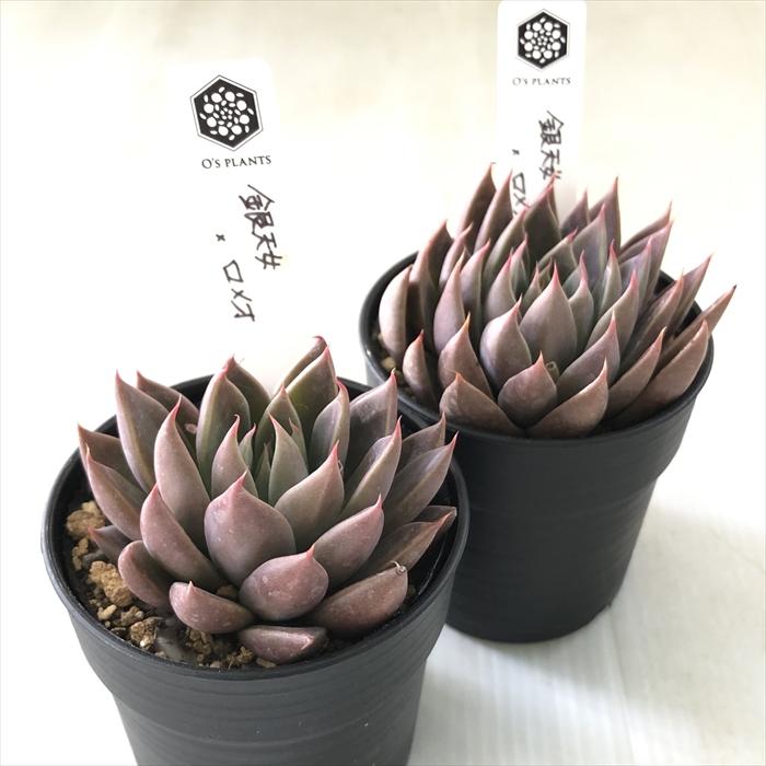 多肉植物 O'sグラプトベリア 銀天女×ロメオ O's PLANTS オーズプランツ