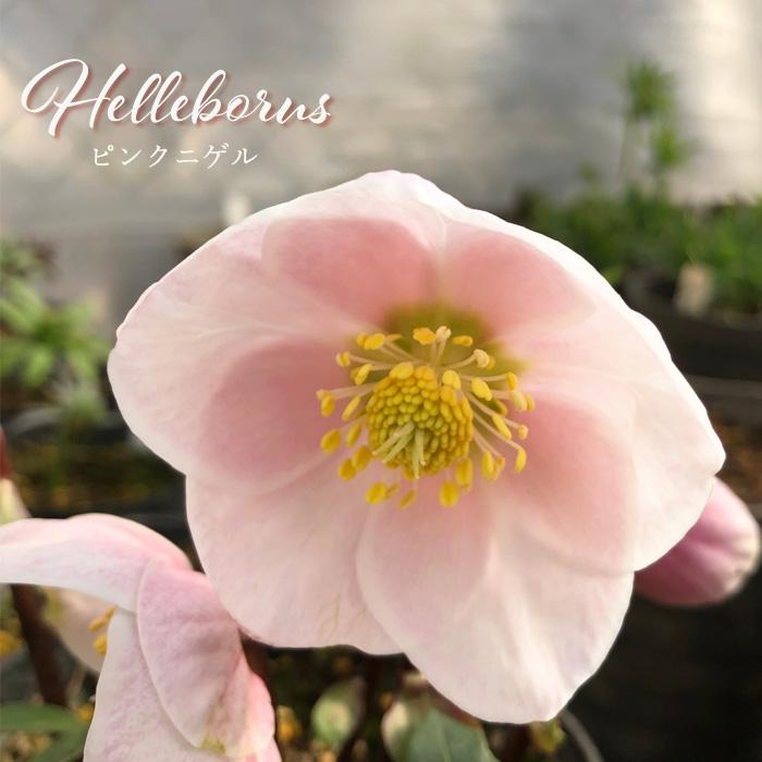 クリスマスローズ ピンクニゲル 広瀬園芸さん 4.5号鉢 送料無料 鉢花