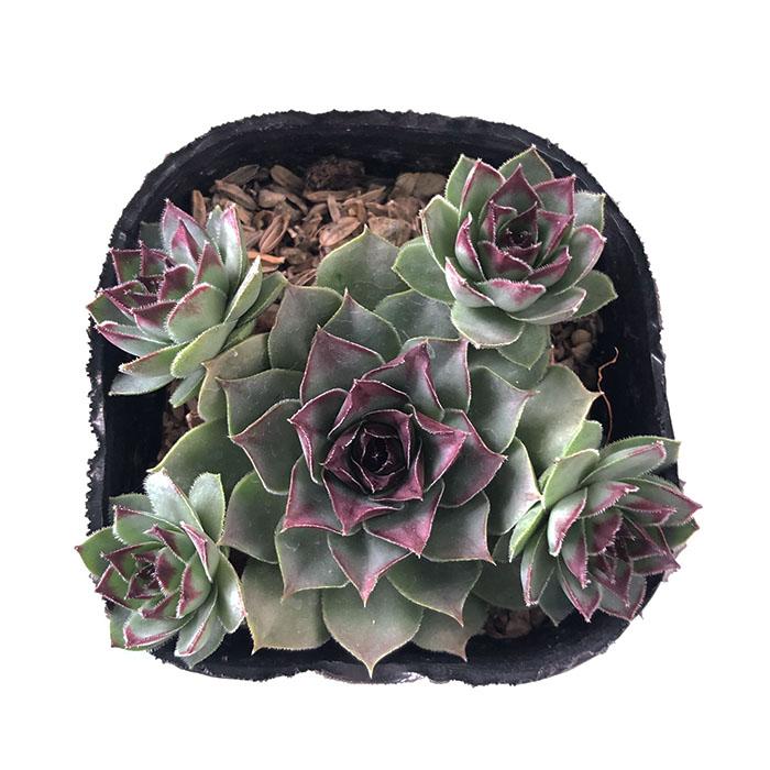 日本花キ流通 多肉植物 sfセンペルビウム チョコレートチップ 7.5cm