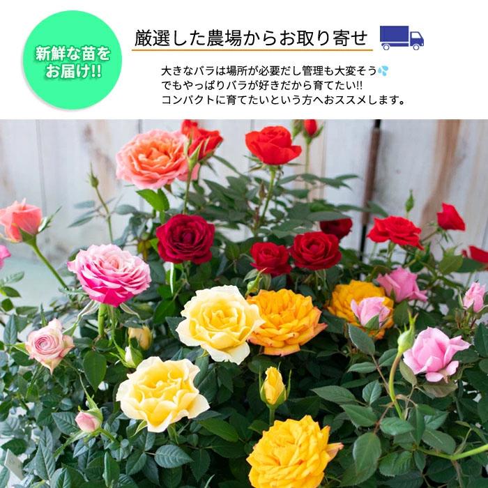 日本花キ流通 予約販売 ミニバラ アスナロブルー 3号ポット 四季咲き