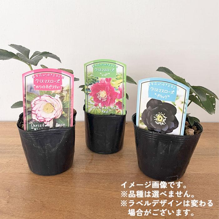日本花キ流通 クリスマスローズ苗 ダブル 3株セット 9cmポット 新潟県