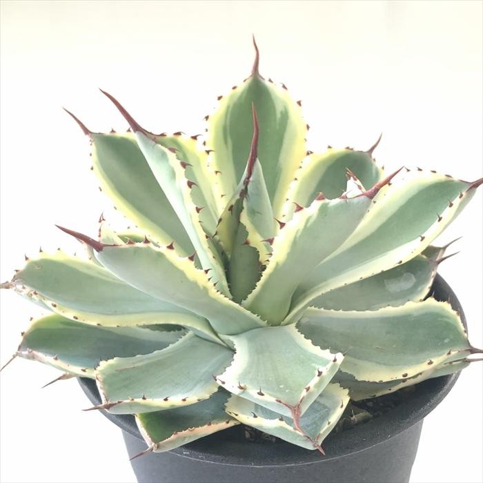日本花キ流通 多肉植物 sdアガベ 吉祥冠錦 多肉植物 アガベ 3.5号鉢