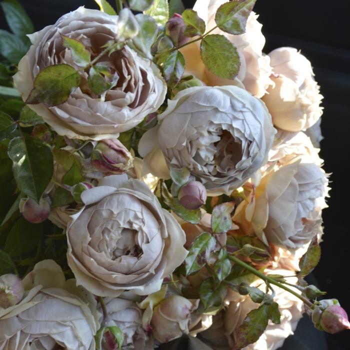 予約販売 バラ苗 バラ大苗 ロサ オリエンティス ルクソール 品種登録