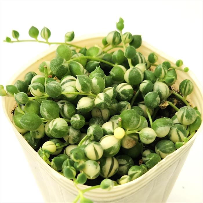 日本花キ流通 多肉植物 sb斑入りグリーンネックレス 多肉植物 7.5cm