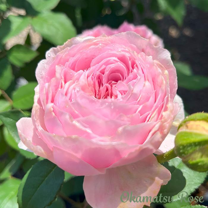 予約販売 バラ苗 バラ新苗 トイプー 契約品種 薔薇 ばら 国産苗 岡松