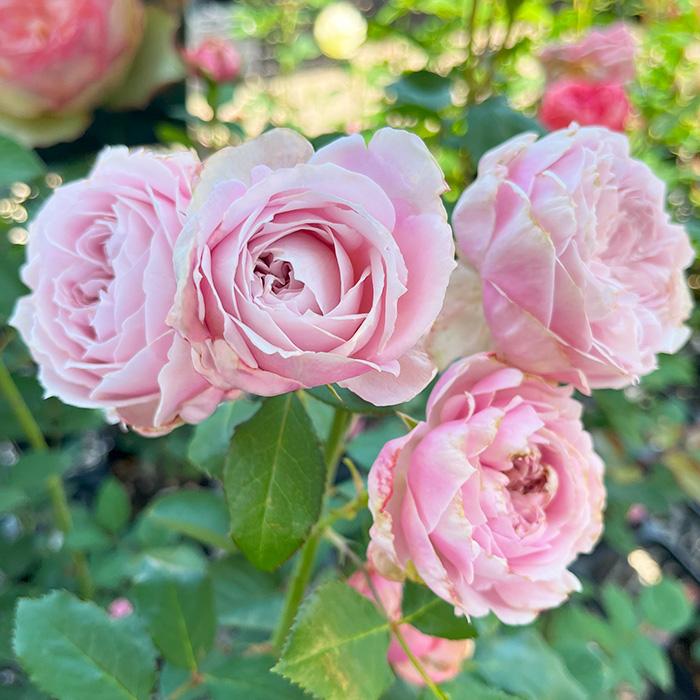 予約販売 バラ苗 バラ大苗 トイプー 契約品種 薔薇 ばら 送料無料 国産