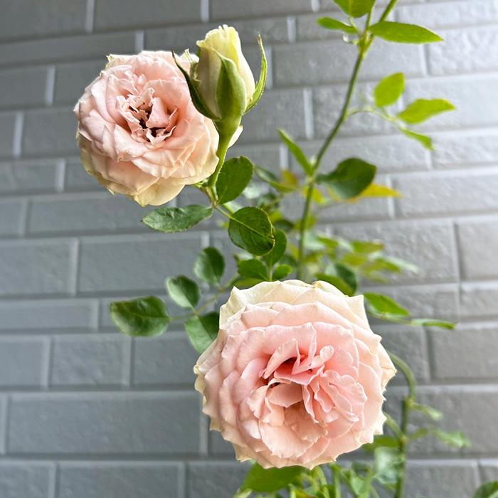 予約販売 バラ苗 バラ大苗 正 契約品種 薔薇 ばら 送料無料 国産苗