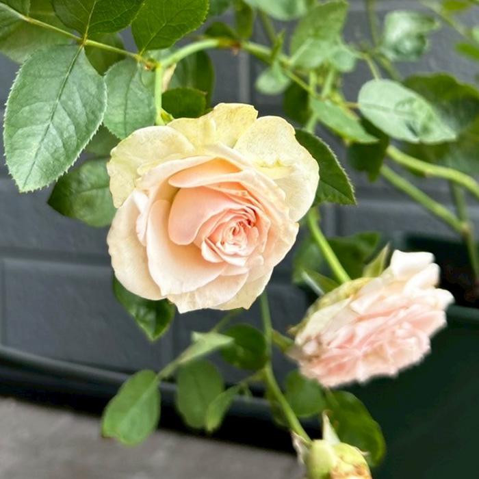 予約販売 バラ苗 バラ大苗 正 契約品種 薔薇 ばら 送料無料 国産苗