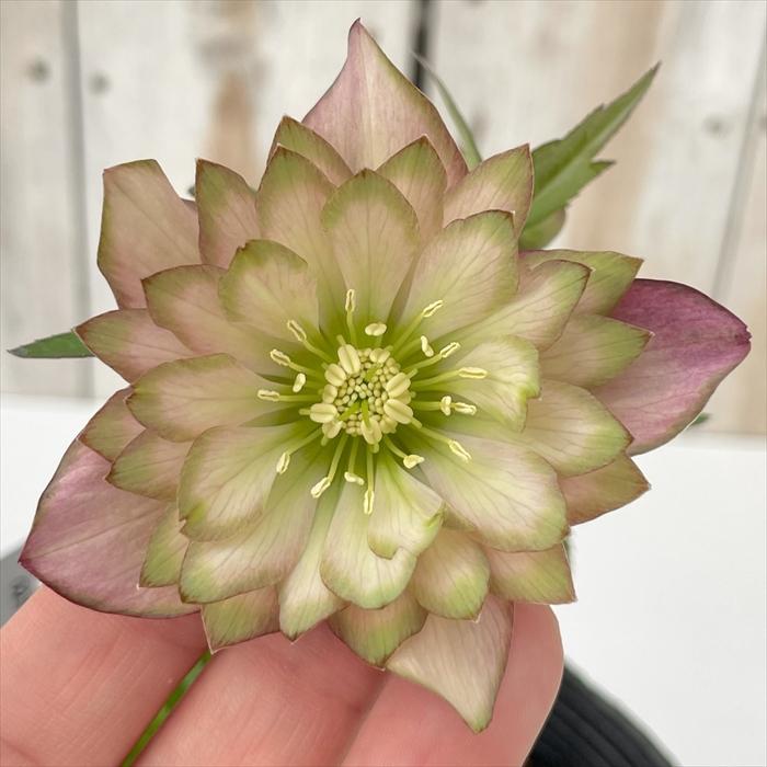 クリスマスローズ 吉田園芸 アンティークピエラ 0218-040 現品販売