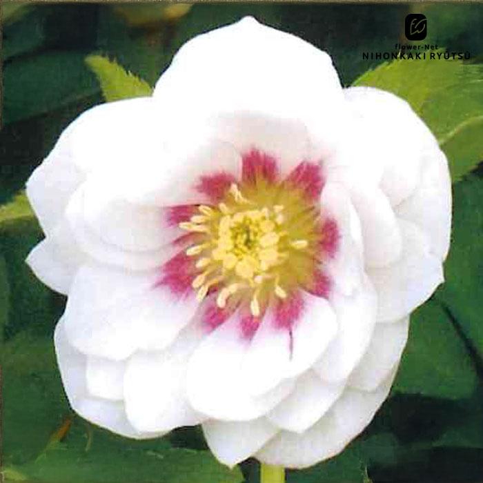 クリスマスローズ苗 ダブル ホワイトフラッシュ 杉光園芸 杉山交配 9cm