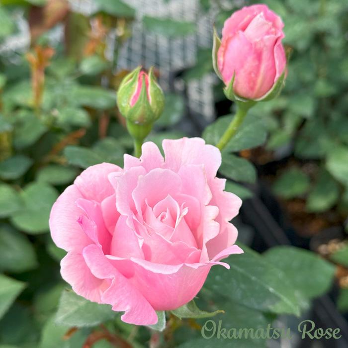 予約販売 バラ苗 バラ大苗 ピンクサボン 契約品種 薔薇 ばら 送料無料