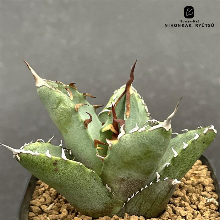 日本花キ流通 多肉植物 caアガベ オテロイ 実生 多肉植物 アガベ