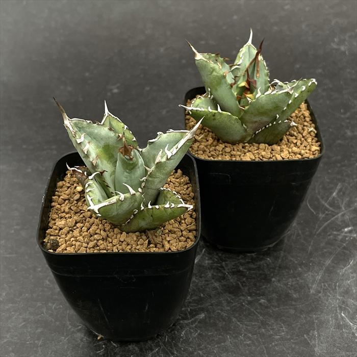 日本花キ流通 多肉植物 caアガベ オテロイ 実生 多肉植物 アガベ