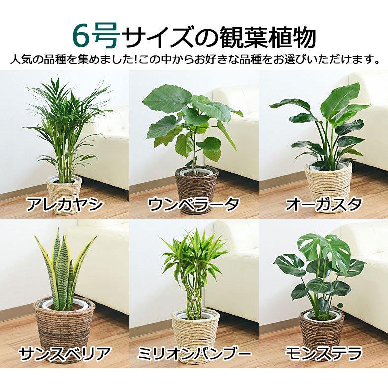 選べる観葉植物2鉢セット 6号3号 鉢カバー付き(6号のみ) おしゃれ