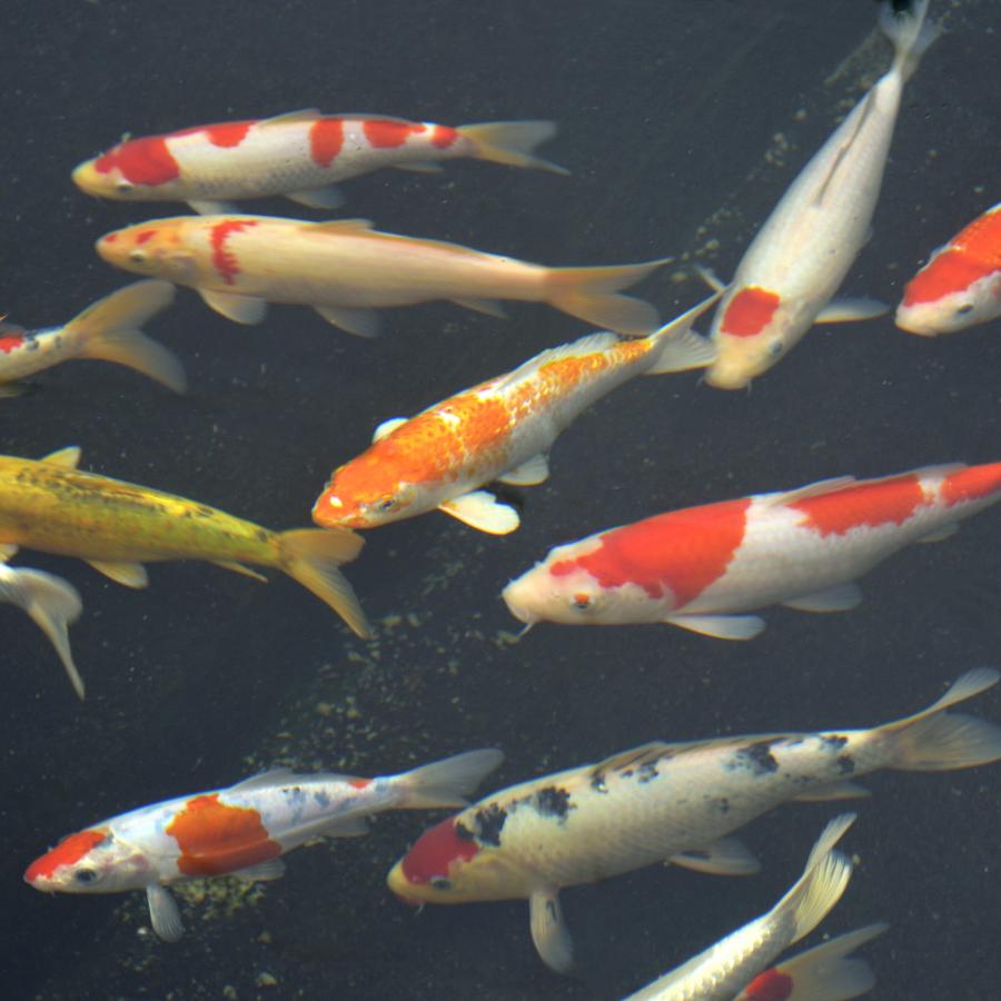 錦鯉MIX S-SM 6-12cm 1匹 色は来てからのお楽しみ カラー/サイズ/雌雄