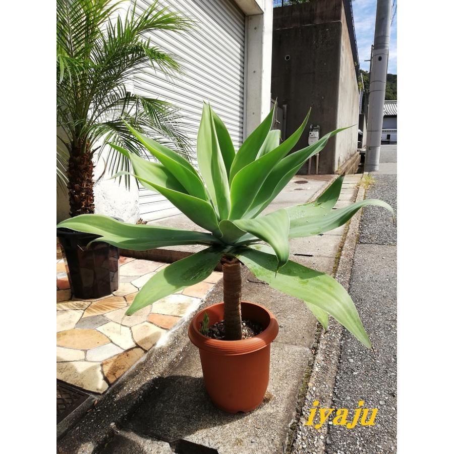 アガベ アテナータ 8号（0015） オシャレな観葉植物 多肉植物 新築祝い