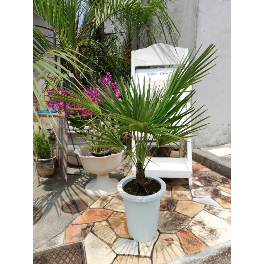 チャメロプス 7号（0011） 耐寒性ヤシ 観葉植物 ドライガーデン