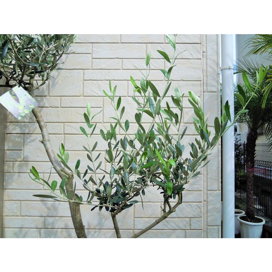 オリーブ 鉢植え 10号（546:ルッカ）創樹ブランド シンボルツリー