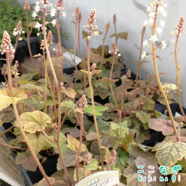 ティアレラ シルベラード 9センチポット 3号 : ここなぎ - 通販