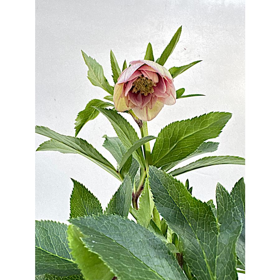 クリスマスローズ 開花苗 054 ピンクシフォン : 花郷園 KAGOEN NURSERY