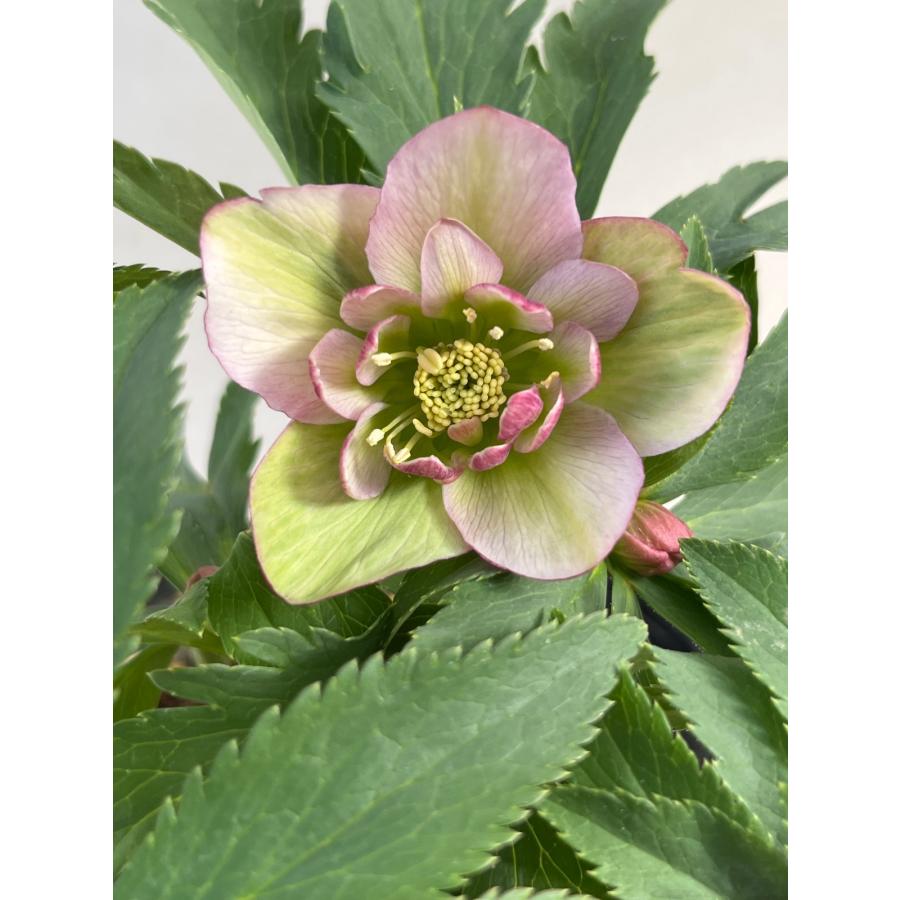 クリスマスローズ 開花苗 110 Pink＆Green : 花郷園 KAGOEN NURSERY