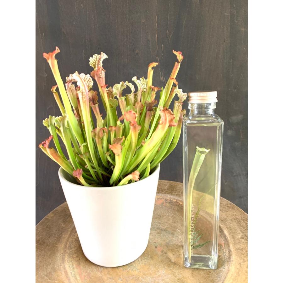花咲くハーバリウム サラセニア 361 Sarracenia Stevensii : 花郷園