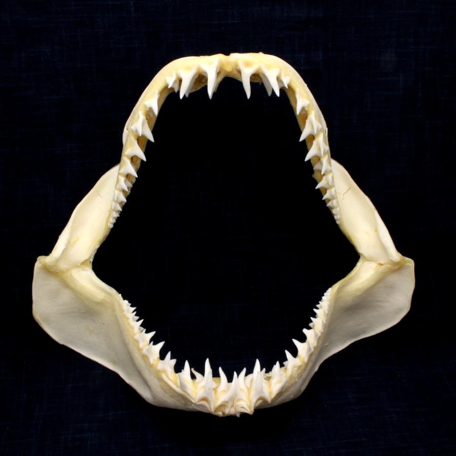 サメ 標本】アオザメNo.161 顎骨標本 サメの歯 コレクション 教材