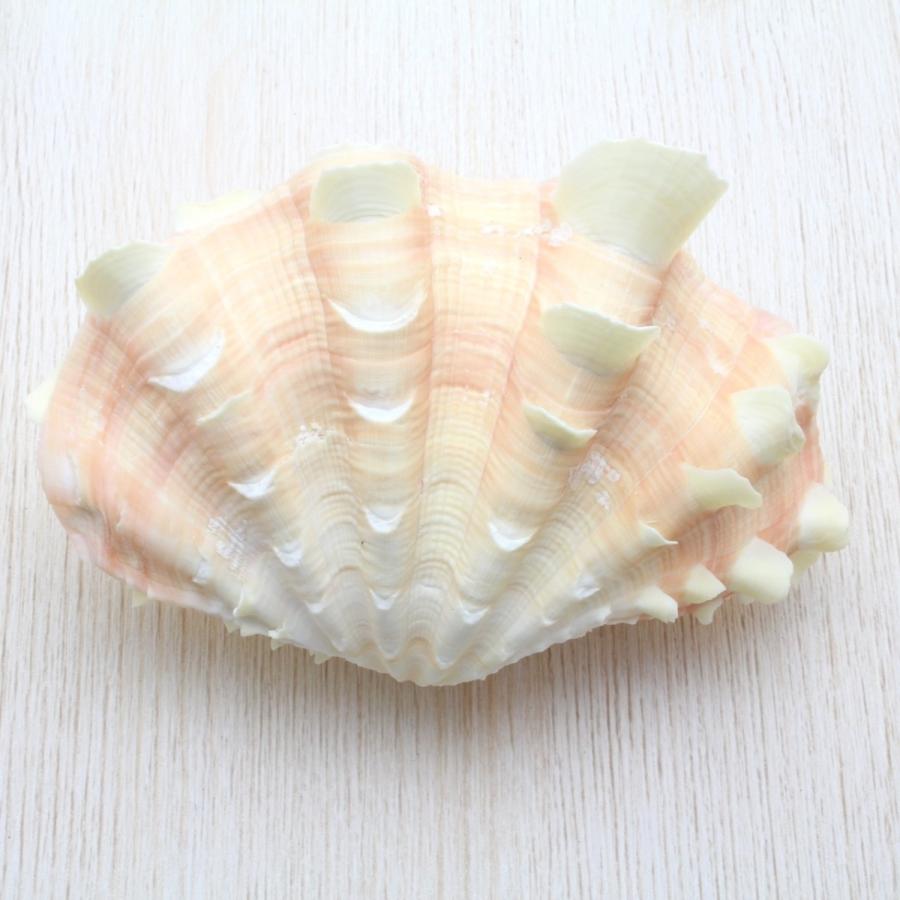 ヒレジャコガイ（シャコガイ）Mサイズ 貝殻 約10〜12cm 標本
