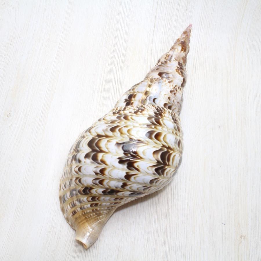 ホラ貝（法螺貝）Mサイズ 貝殻 約28〜30cm ホラガイ インテリア